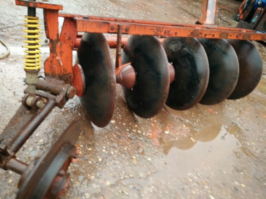 ผานห้าช้างใบใหม่ๆ ผานห้าช้างใบใหม่ๆ