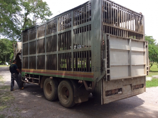 ISUZU 10ล้อ รถหมู (เพลาเดียว) เครื่อง Rocky175แรง เครื่องดี ยางดี ครัทซีสวย ขับดี รถใช้งานอยู่ ภาษีไม่ขาด ขาย 380,000 บาท ศุภากร 081-1903107, 081-4252943