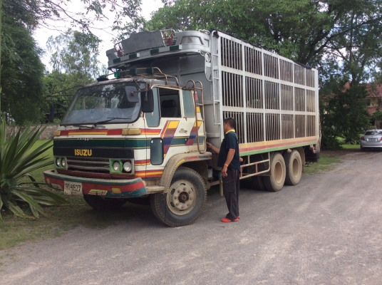 ISUZU 10ล้อ รถหมู (เพลาเดียว) เครื่อง Rocky175แรง เครื่องดี ยางดี ครัทซีสวย ขับดี รถใช้งานอยู่ ภาษีไม่ขาด ขาย 380,000 บาท ศุภากร 081-1903107, 081-4252943