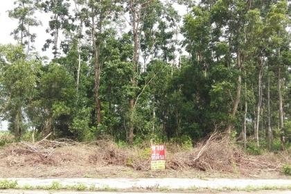 ที่ดินสวยๆ ที่ดินสวยๆ