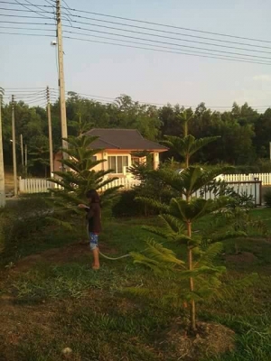 ขายบ้านเดี่ยวชั้นเดียว โครงการเขาค้อไฮแลนด์ เนื้อที่ 102 ตร.ว.