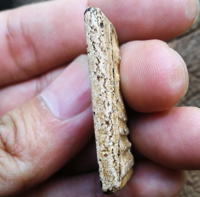 พระสมเด็จวัดระฆัง พิมพ์ใหญ่ AA01 เนื้อสวยจัดๆ เม็ดสวยมวลสารเพียบ เนื้อหาควรค่าแก่การสะสม