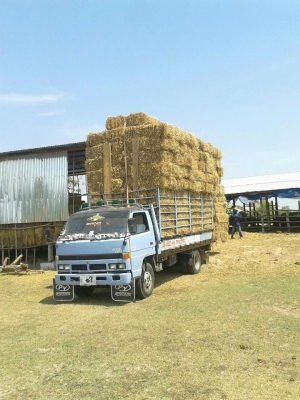 ขาย6ล้ออีซูซุNPR 115 แชชซีสวยเครื่องดี ภาษีเต็ม แชชซีสวย สภาพดีวิ่งงานประจำ